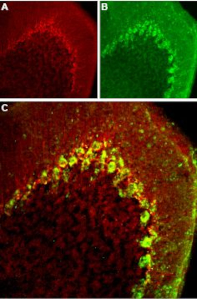 CaV3.2 (CACNA1H) Antibody in Immunohistochemistry (Frozen) (IHC (F))