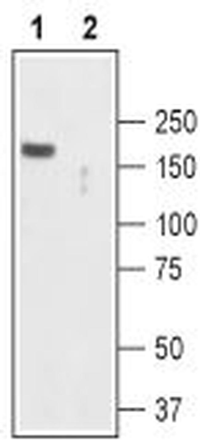 TRPC2 Antibody in Western Blot (WB)