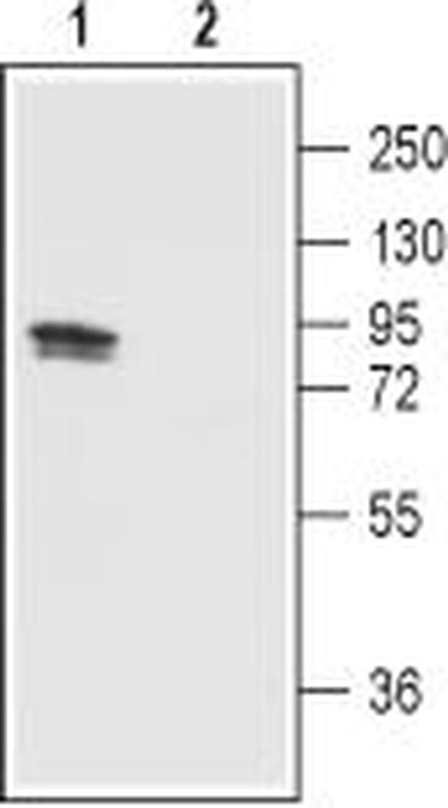 TRPV1 (VR1) (extracellular) Antibody in Western Blot (WB)