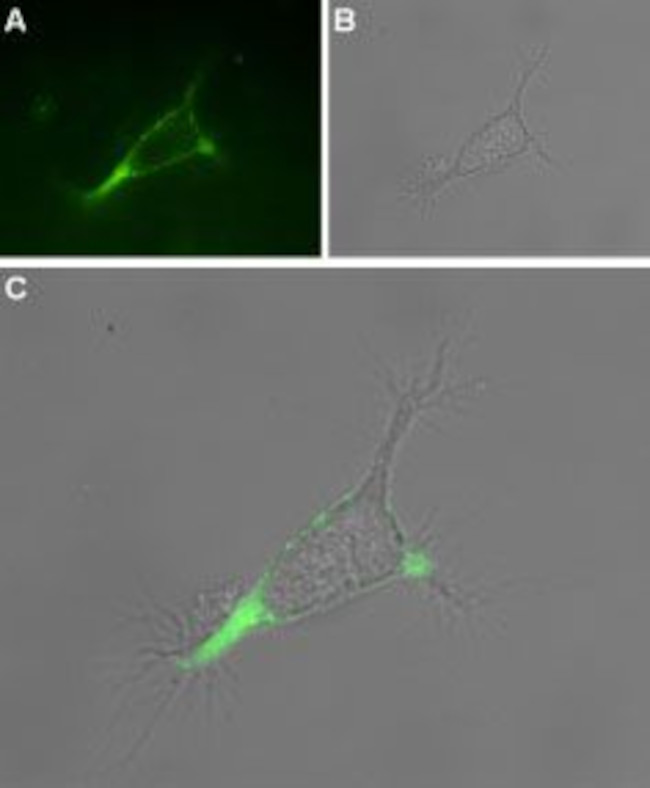 TRPV1 (VR1) (extracellular) Antibody in Immunocytochemistry (ICC/IF)