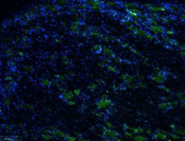 TRPV1 (VR1) (extracellular) Antibody in Immunohistochemistry (Frozen) (IHC (F))