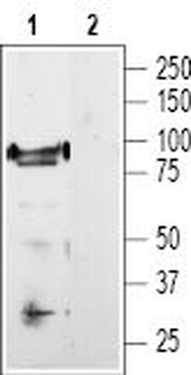 TRPV1 (VR1) Antibody in Western Blot (WB)