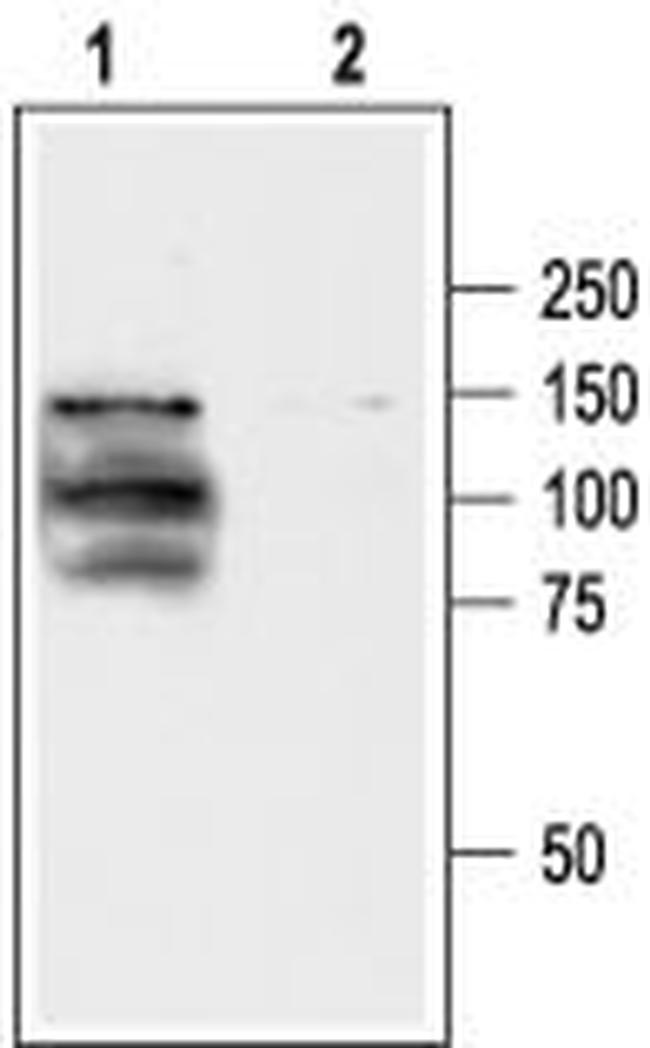 TRPV1 (VR1) Antibody in Western Blot (WB)