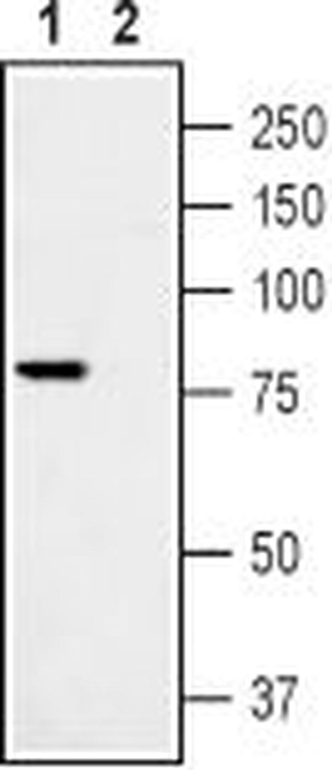 TRPV1 (VR1) Antibody in Western Blot (WB)
