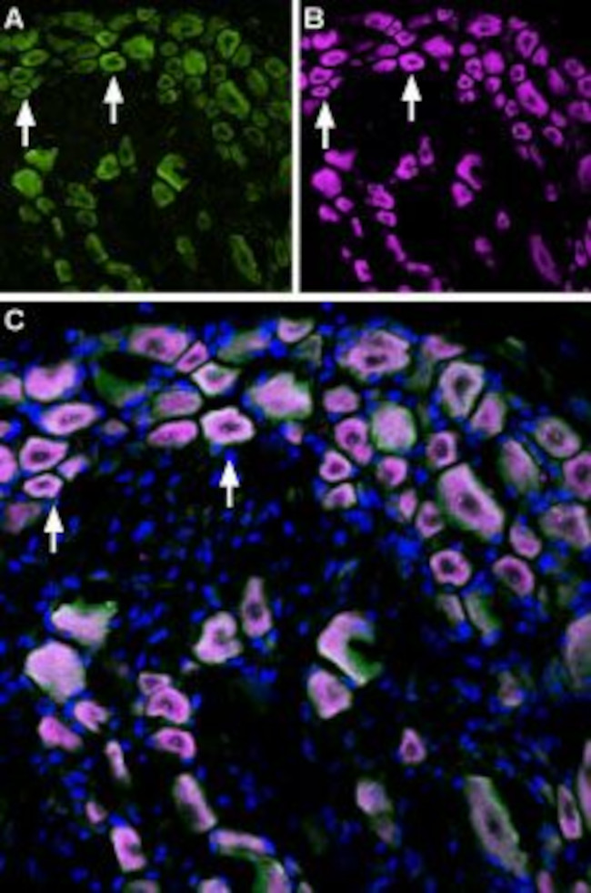 TRPM8 (extracellular) Antibody in Immunohistochemistry (Frozen) (IHC (F))