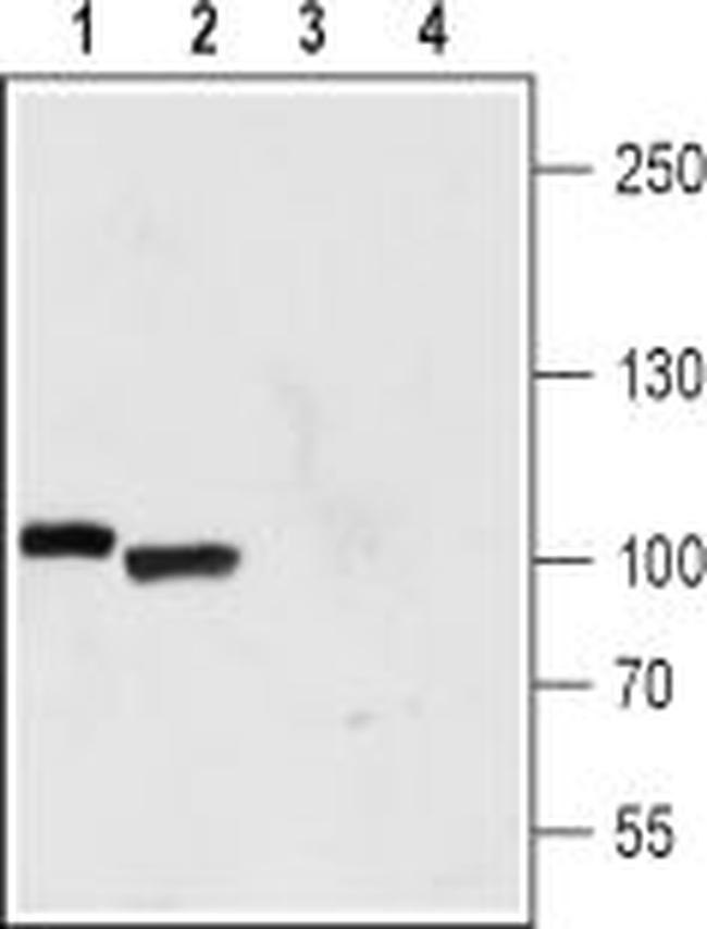 TRPP1 (PKD2) Antibody in Western Blot (WB)