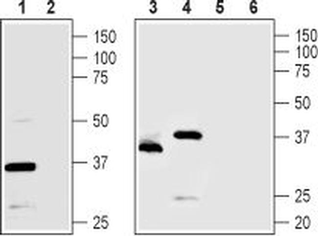 TMEM66 Antibody in Western Blot (WB)