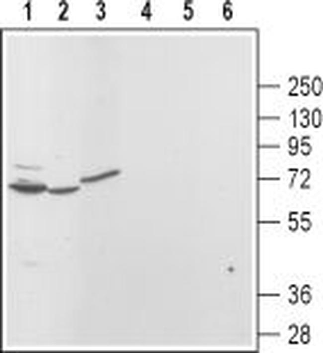 TRPML3 (Mucolipin 3) Antibody in Western Blot (WB)