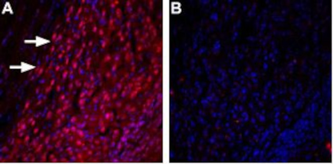 TRPML3 (Mucolipin 3) Antibody in Immunohistochemistry (Frozen) (IHC (F))