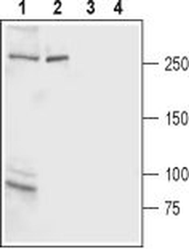 IP3 Receptor-2 (ITPR2) Antibody in Western Blot (WB)