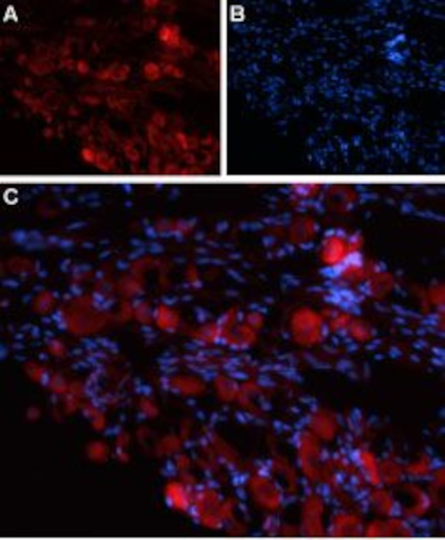 TRPV4 (extracellular) Antibody in Immunohistochemistry (Frozen) (IHC (F))