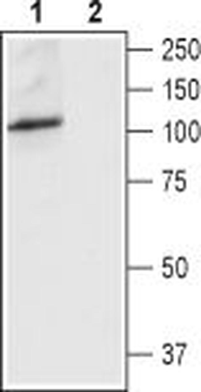 TRPV4 (extracellular) Antibody in Western Blot (WB)