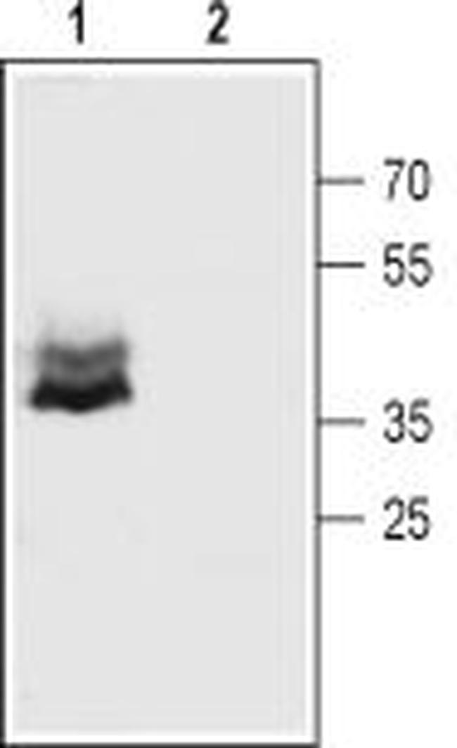 Connexin-43 Antibody in Western Blot (WB)