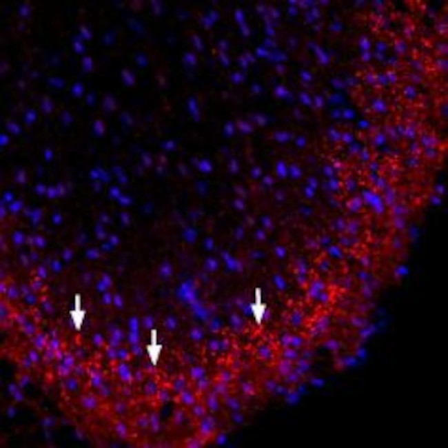 Connexin-36 Antibody in Immunohistochemistry (Frozen) (IHC (F))