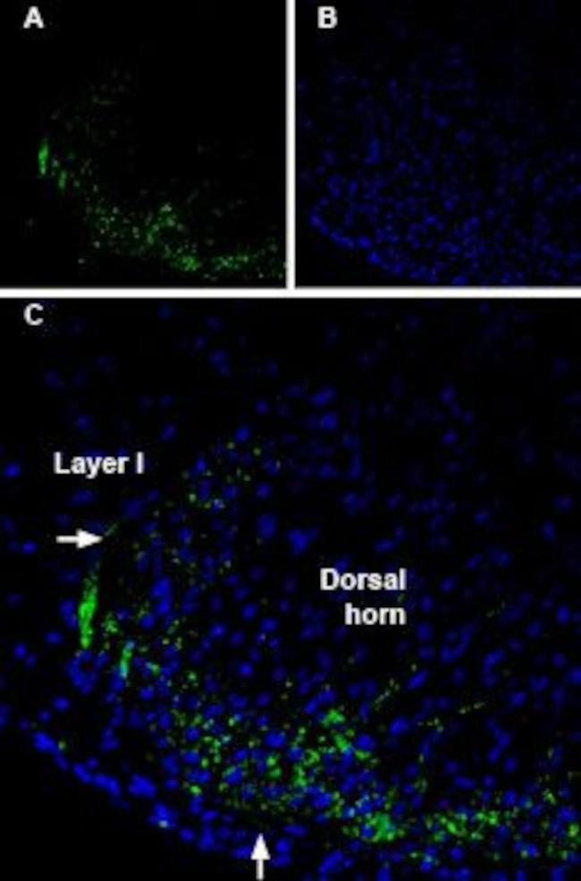 Connexin-36 Antibody in Immunohistochemistry (Frozen) (IHC (F))