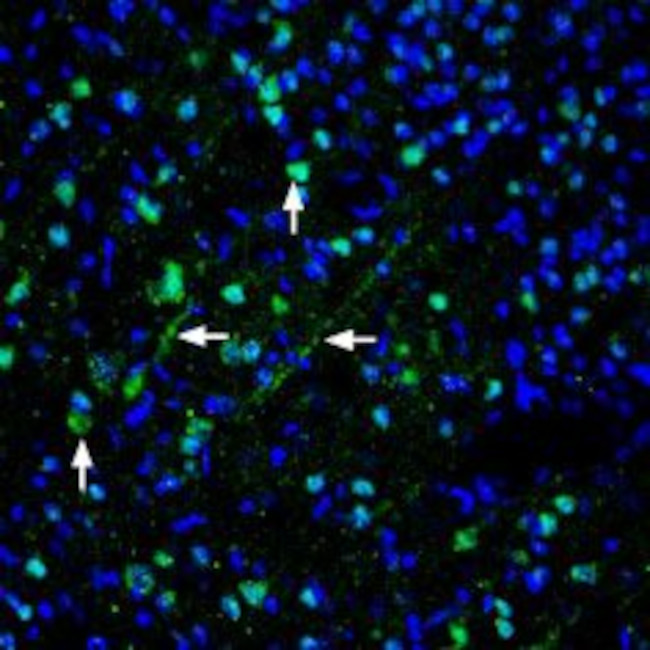 Pannexin 1 Antibody in Immunohistochemistry (Frozen) (IHC (F))