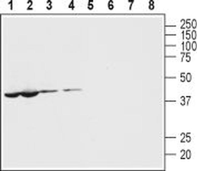 Pannexin 1 Antibody in Western Blot (WB)