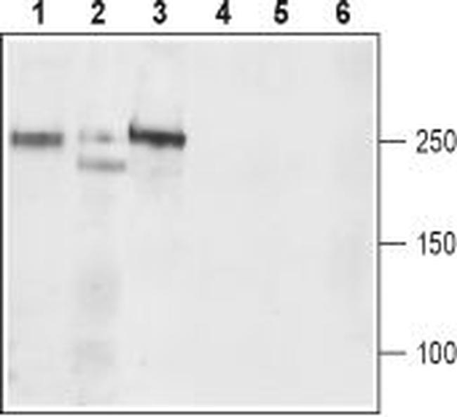 CaV1.3 (CACNA1D) (extracellular) Antibody in Western Blot (WB)