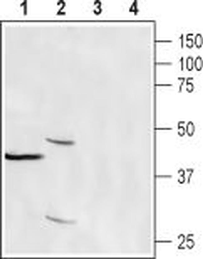 CRACR2A (EFCAB4B) Antibody in Western Blot (WB)