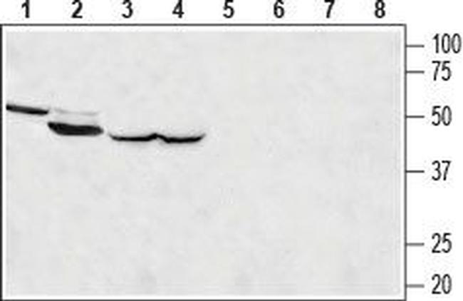 MCU Antibody in Western Blot (WB)