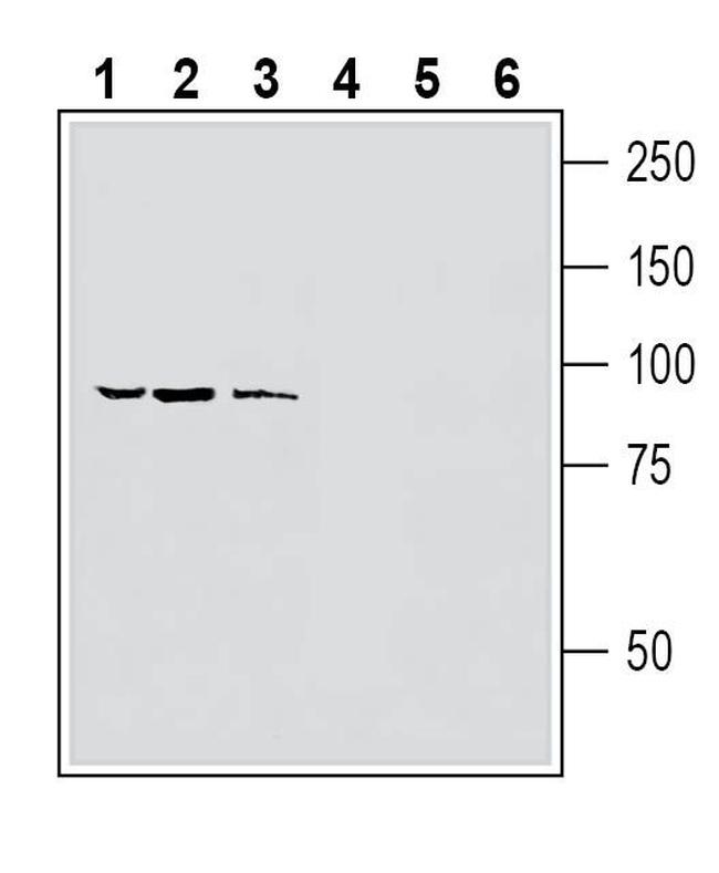 TRPV1 (extracellular) Antibody in Western Blot (WB)