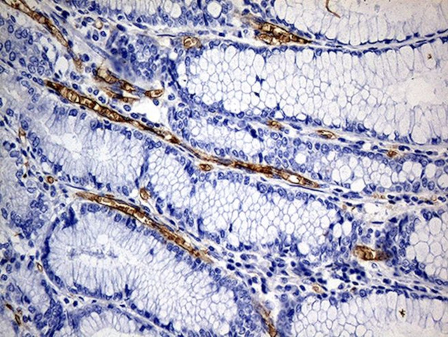 ACE Antibody in Immunohistochemistry (Paraffin) (IHC (P))