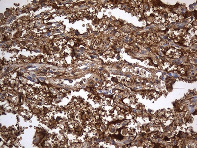 ACE Antibody in Immunohistochemistry (Paraffin) (IHC (P))