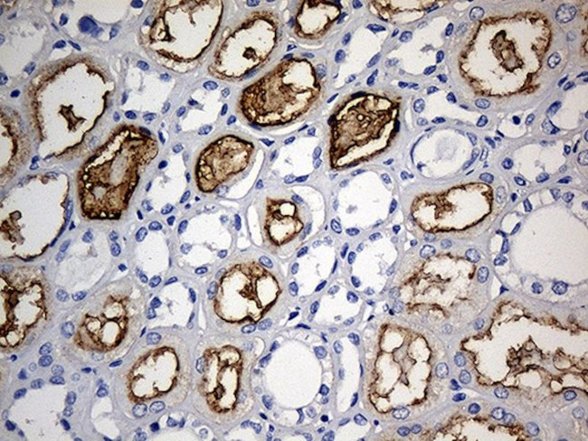 ACE Antibody in Immunohistochemistry (Paraffin) (IHC (P))