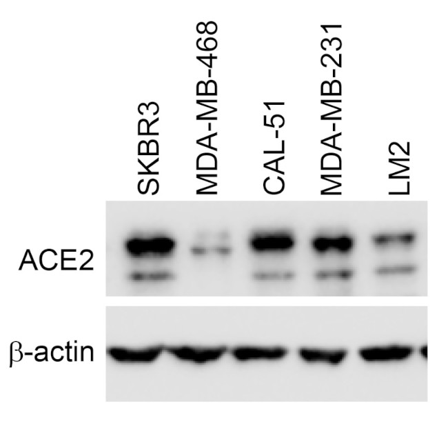 ACE2 Antibody