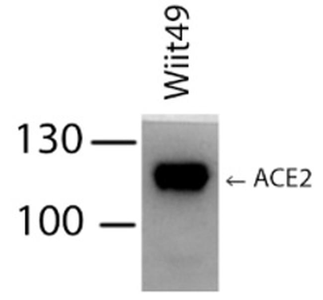 ACE2 Antibody in Western Blot (WB)