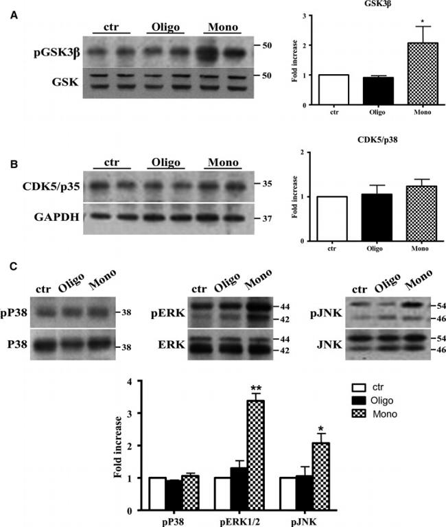 GSK3 alpha/beta Antibody in Western Blot (WB)