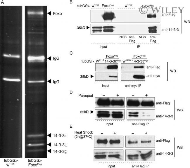 14-3-3 Pan Antibody in Western Blot (WB)