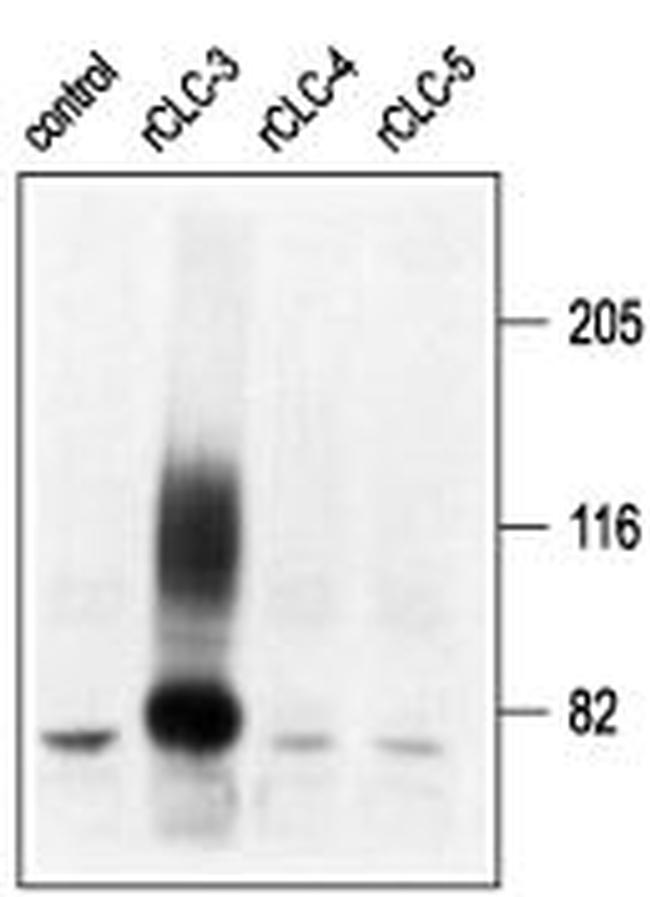 CLC-3 (CLCN3) Antibody in Western Blot (WB)