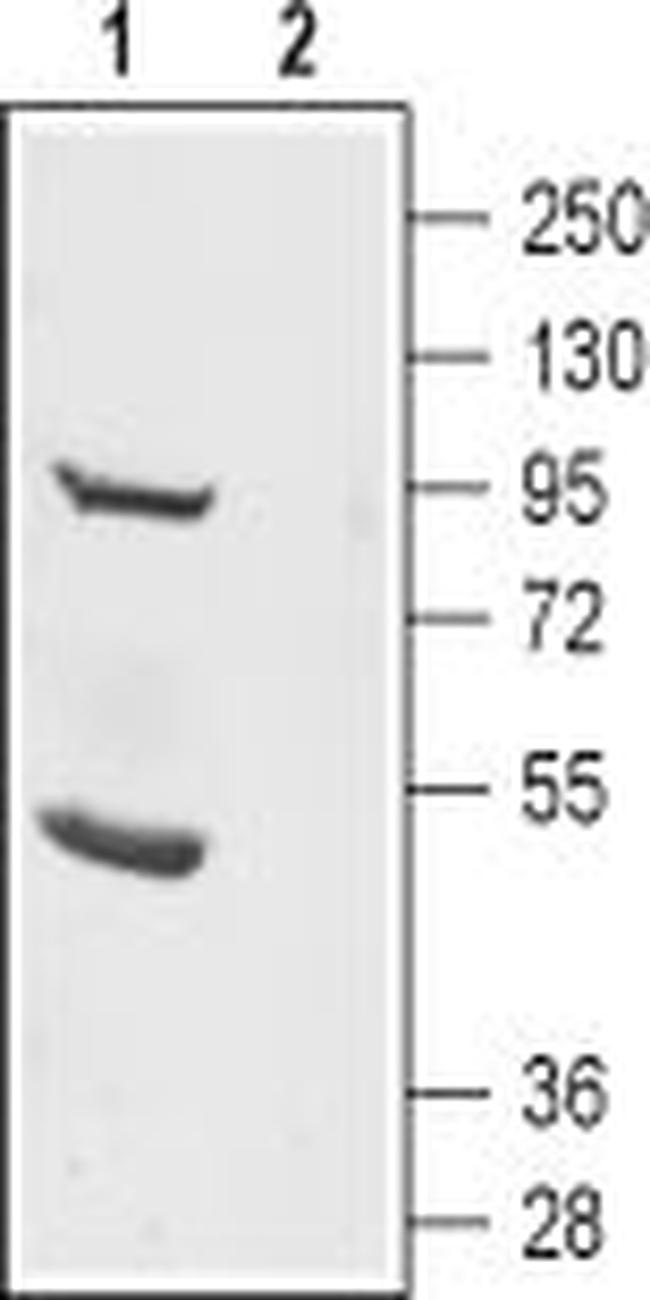 TMEM16B (ANO2) (extracellular) Antibody in Western Blot (WB)