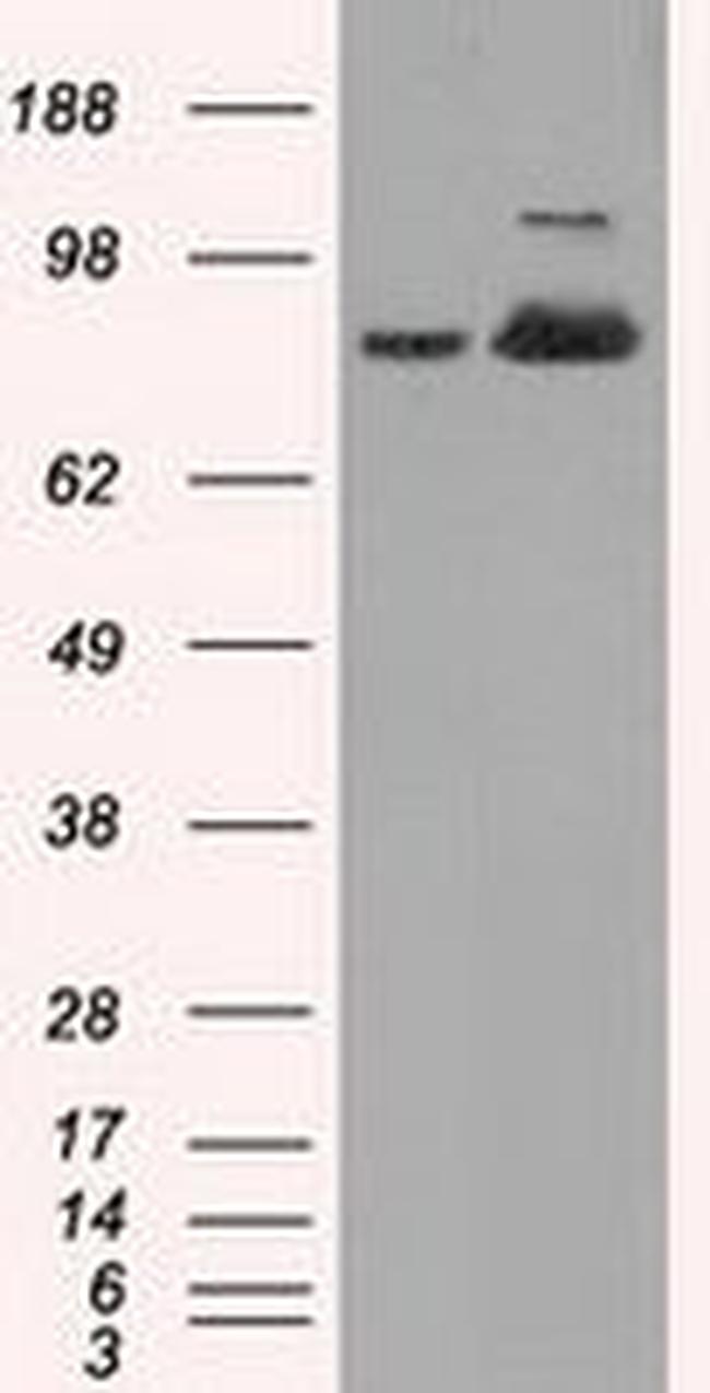 ACO2 Antibody in Western Blot (WB)