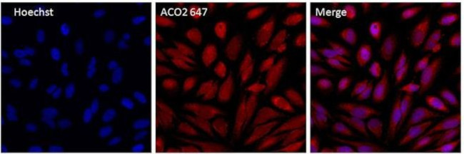 Aconitase 2 Antibody in Immunocytochemistry (ICC/IF)