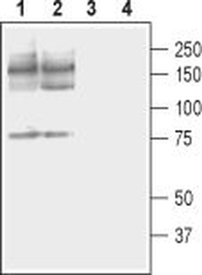 PMCA2 Antibody in Western Blot (WB)