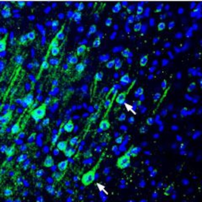 PMCA4 Antibody in Immunohistochemistry (Frozen) (IHC (F))