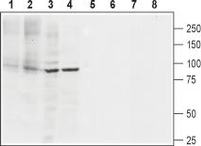 SERCA2 Antibody in Western Blot (WB)