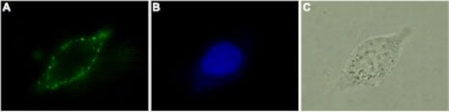 Cannabinoid Receptor 2 (extracellular) Antibody in Immunocytochemistry (ICC/IF)