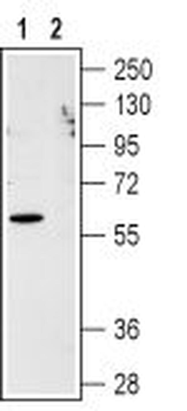 CXCR1 (extracellular) Antibody in Western Blot (WB)