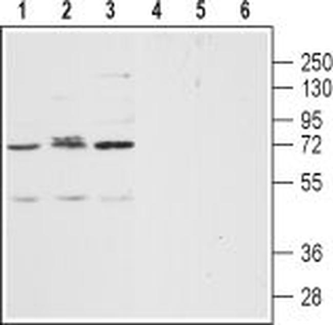 CXCR2 (extracellular) Antibody in Western Blot (WB)