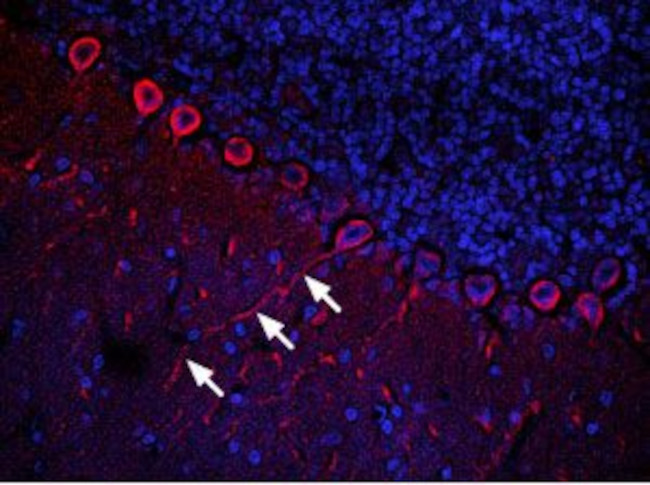 CXCR4 (extracellular) Antibody in Immunohistochemistry (Frozen) (IHC (F))