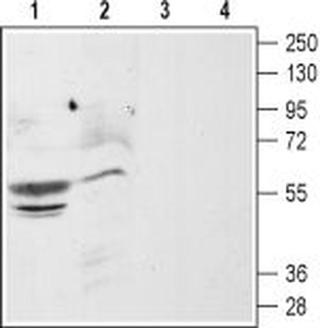 CXCR4 (extracellular) Antibody in Western Blot (WB)