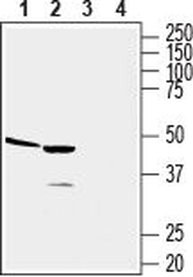 CCR2 (extracellular) Antibody in Western Blot (WB)