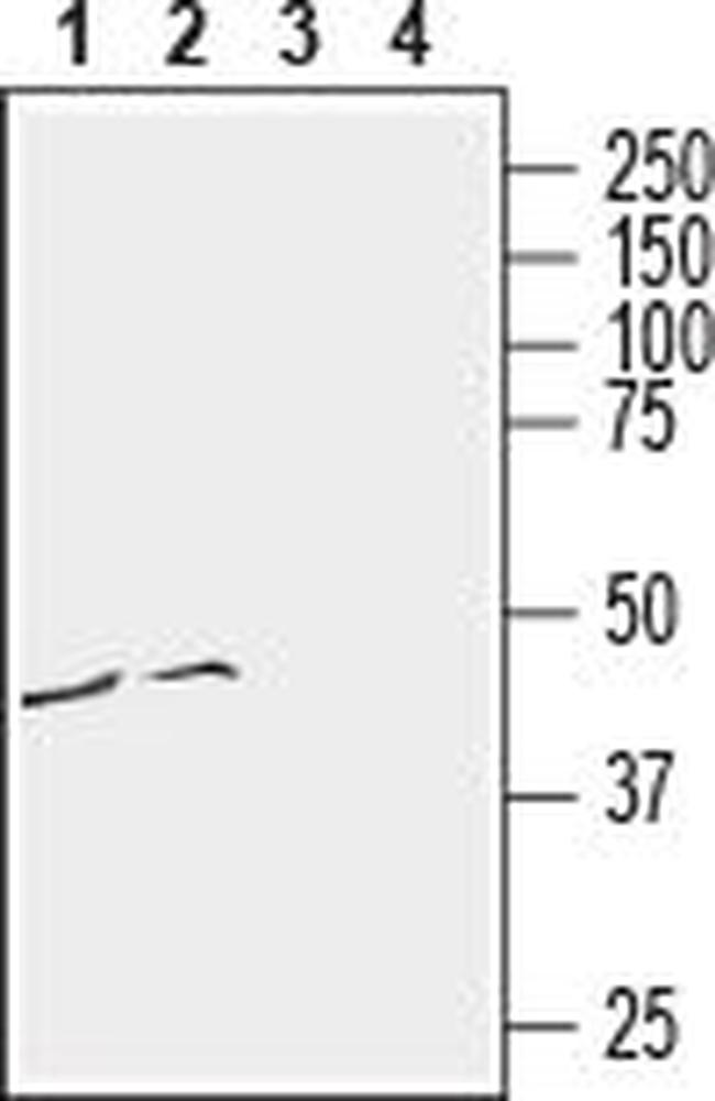 CCR3 (extracellular) Antibody in Western Blot (WB)