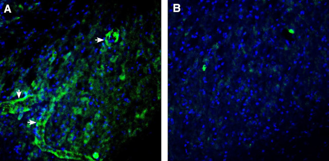 CCR7 (extracellular) Antibody in Immunohistochemistry (Frozen) (IHC (F))