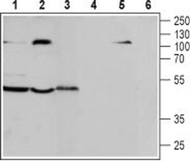 CCR7 (extracellular) Antibody in Western Blot (WB)