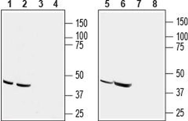 CCR9 (extracellular) Antibody in Western Blot (WB)