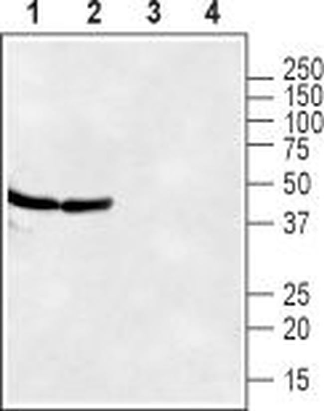 CXCR7 (ACKR3) (extracellular) Antibody in Western Blot (WB)